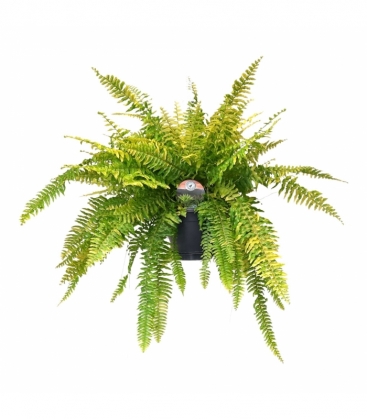 Nephrolepis