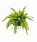 Nephrolepis
