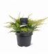 Juniperus