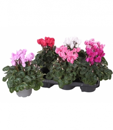 Cyclamen