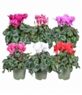 Cyclamen
