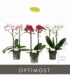 Phalaenopsis