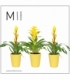 Bromelia