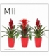 Bromelia