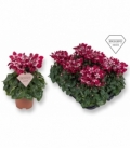 Cyclamen