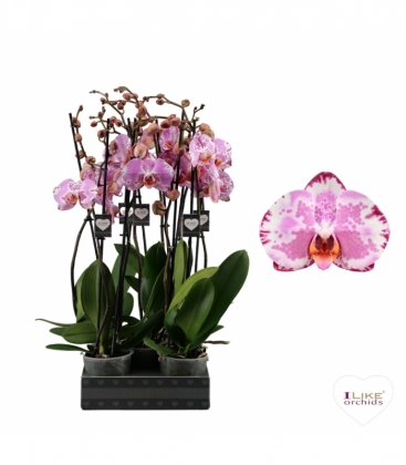 Phalaenopsis