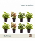 Syngonium