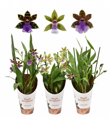 Zygopetalum