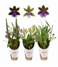 Zygopetalum