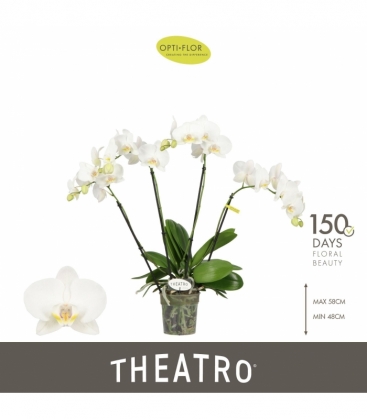 Phalaenopsis