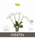 Phalaenopsis