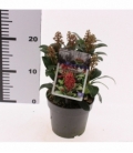 Skimmia