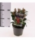 Skimmia