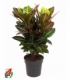 Croton