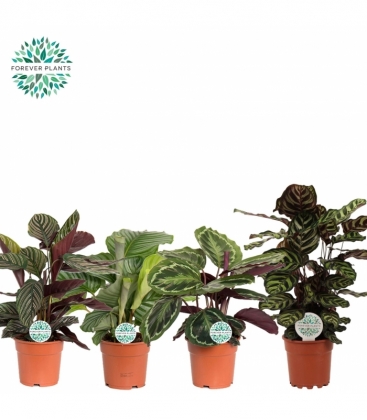 Calathea