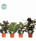 Calathea