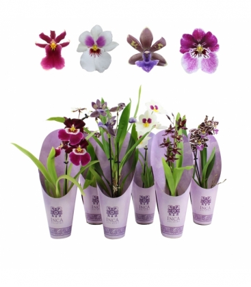 Orchids