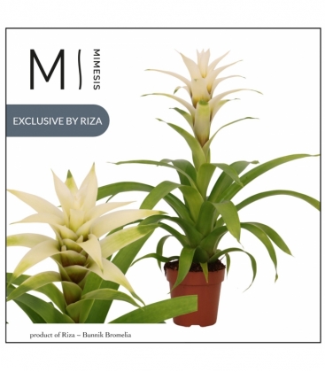 Guzmania
