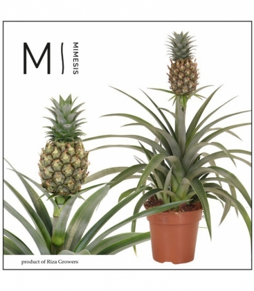 Ananas