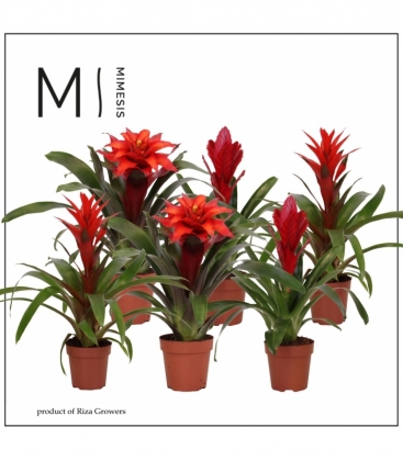 Bromelia