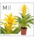 Guzmania