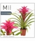 Guzmania