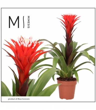 Guzmania