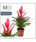 Vriesea