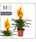 Vriesea