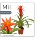 Guzmania