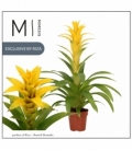 Guzmania