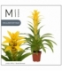 Guzmania