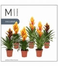 Vriesea