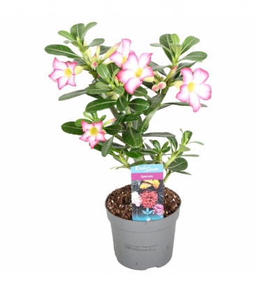Adenium