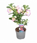 Adenium