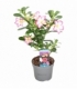 Adenium