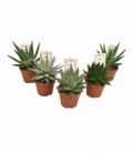Aloe