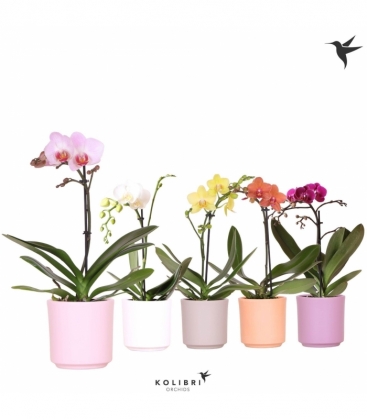 Phalaenopsis