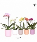 Phalaenopsis