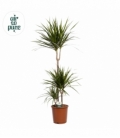 Dracaena