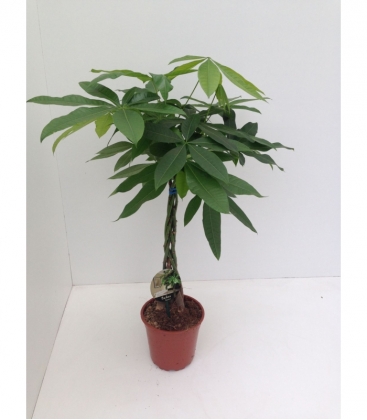 Pachira