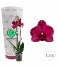 Phalaenopsis
