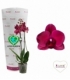 Phalaenopsis
