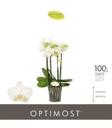 Phalaenopsis