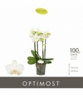 Phalaenopsis