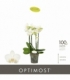 Phalaenopsis