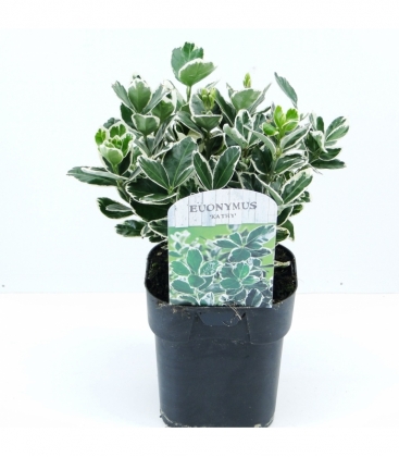 Euonymus