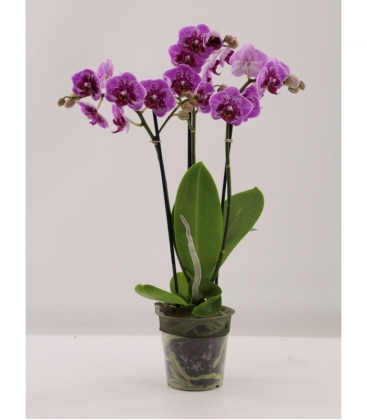 Phalaenopsis