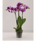Phalaenopsis