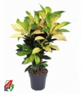 Croton